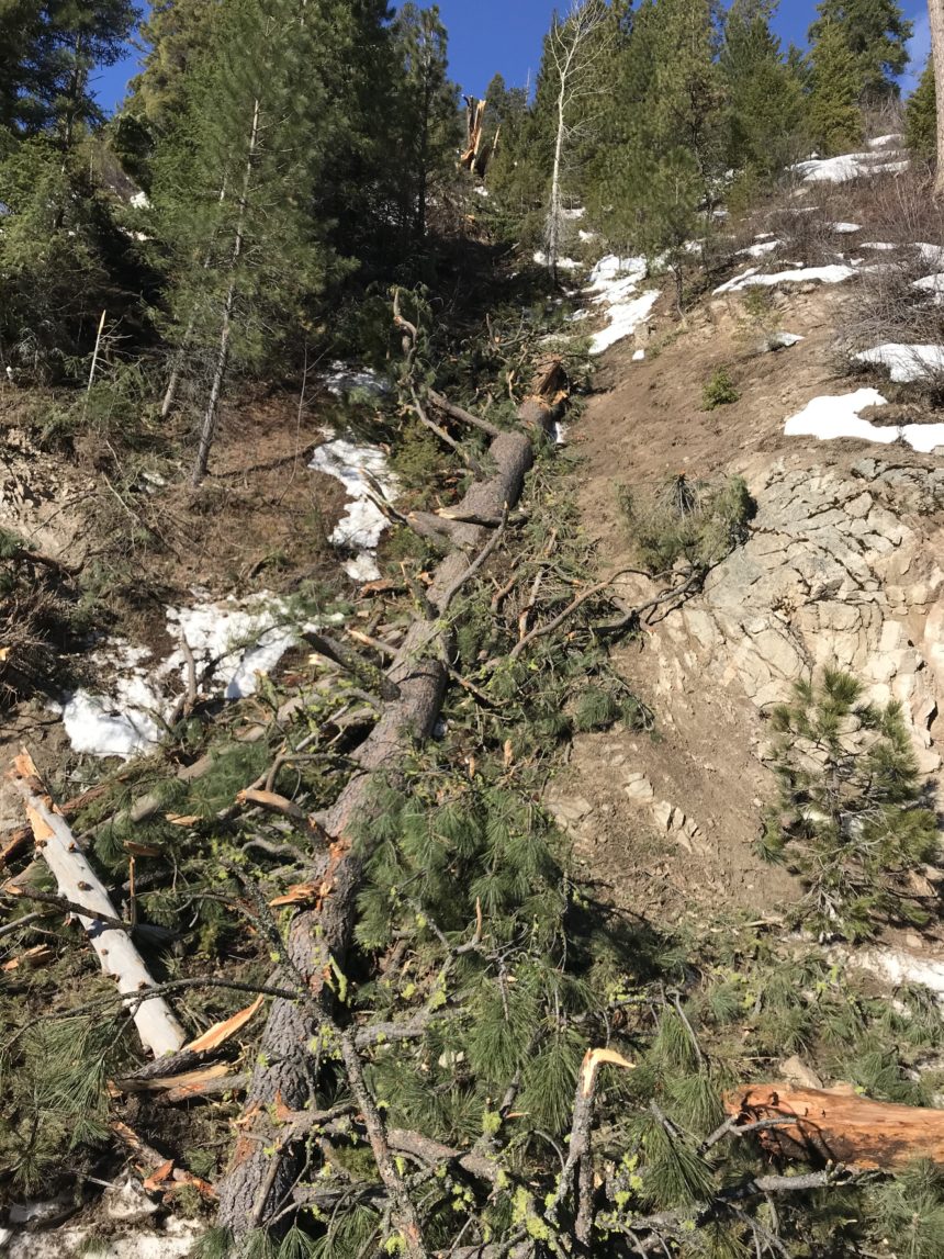 Highway 21 cleanup10_The force of the landslides treated massive trees like this one as if they were twigs.