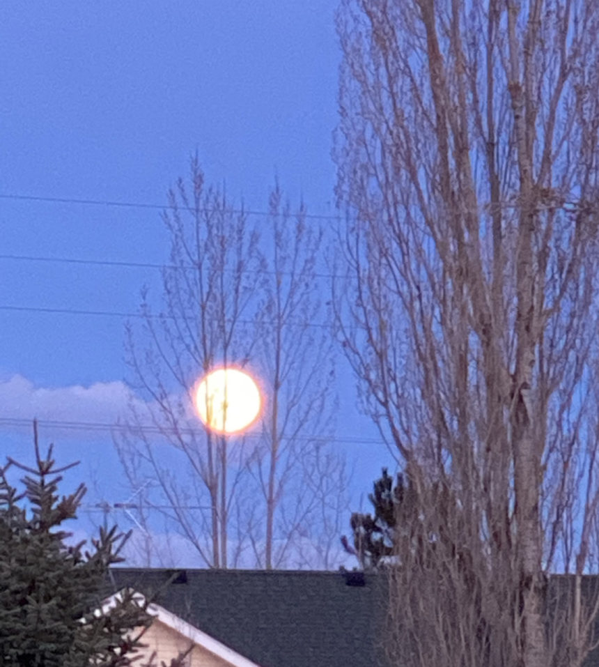 SUPER PINK MOON Jennifer Last Name- Lopez