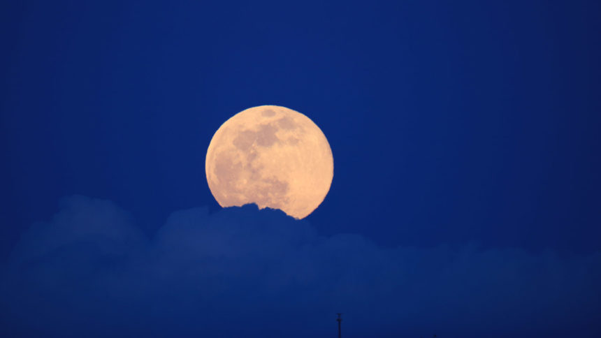 Super Pink Moon Leeon Last Name- Campbell