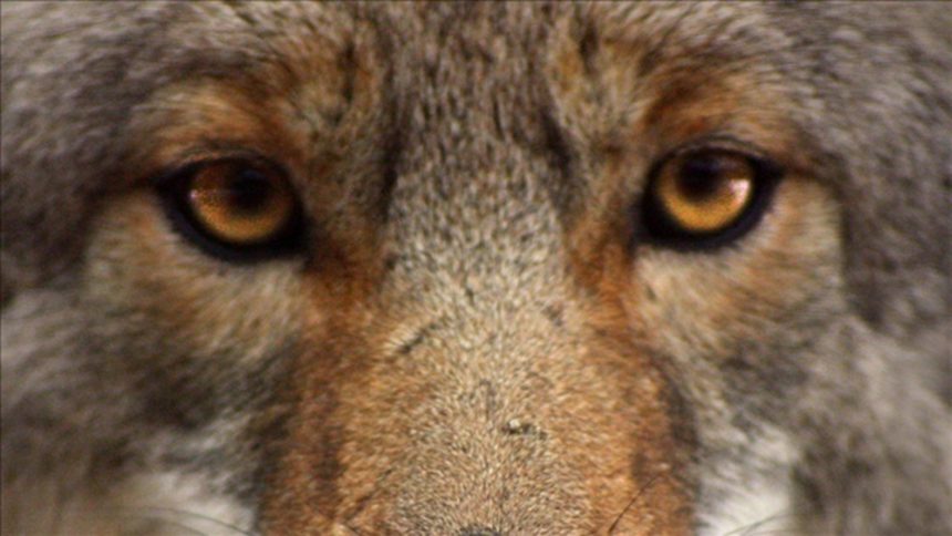 coyote-logo-jpg_3562676_ver1.0_1280_720