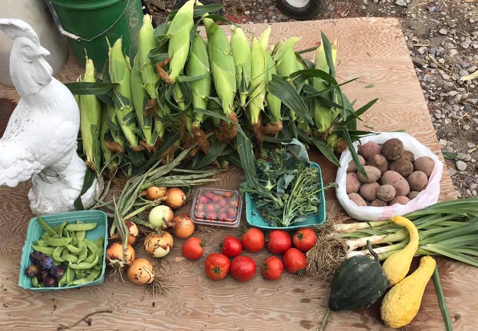 swore farms csa produce