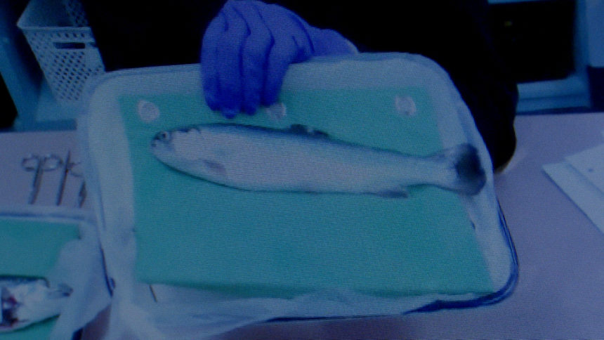 dead fish on a dissection tray