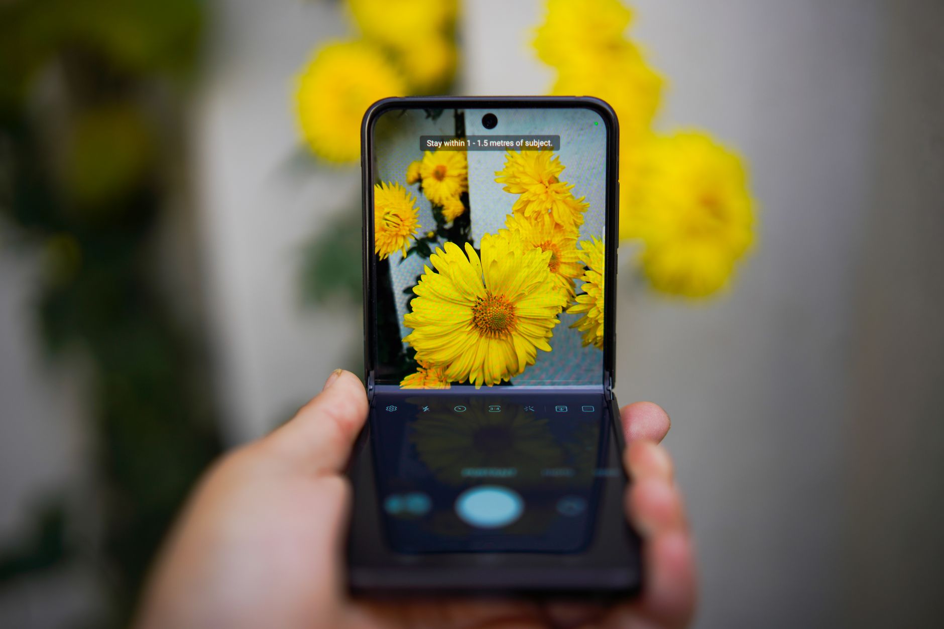 Como escolher entre Moto Edge 50 e outro celular A smartphone capturing vivid yellow flowers, showcasing technology and nature interaction.