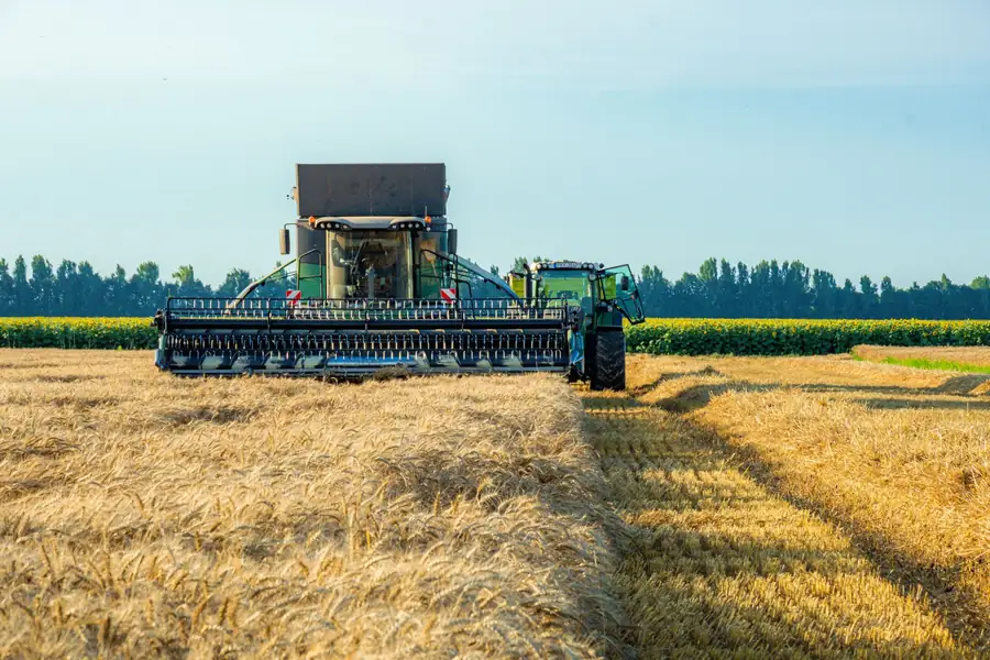 Sacas e grãos de trigo em um campo de plantação Sacas e grãos de trigo em um campo de plantação