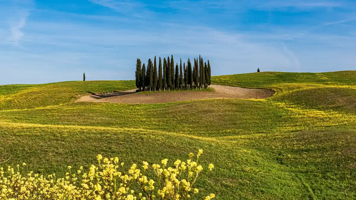 Colinas da Toscana com fileiras de ciprestes ao amanhecer