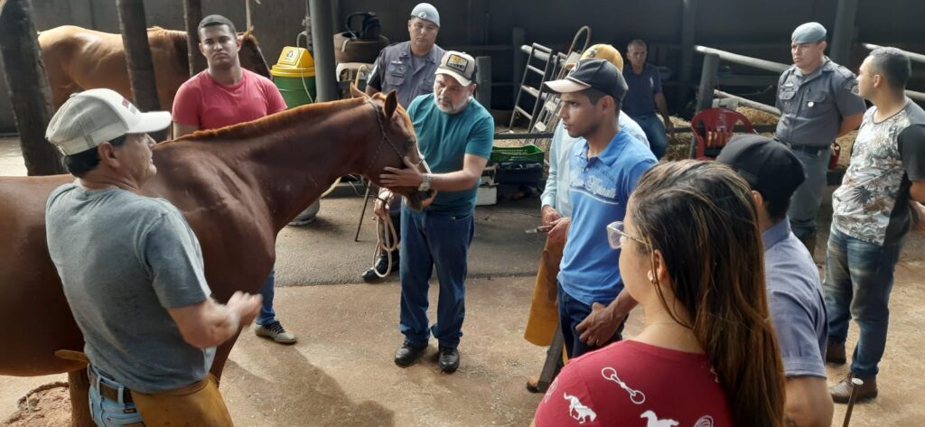 Curso de cavalaria: importância, cursos e mais!