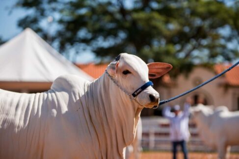 Campanha é voltada para imunizar animais de até 24 meses (Foto: Divulgação – O Diário de Barretos) Campanha é voltada para imunizar animais de até 24 meses (Foto: Divulgação - O Diário de Barretos)