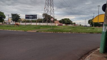 Motociclista morre em acidente na rotatória no Barretos II (Foto: O Diário de Barretos)