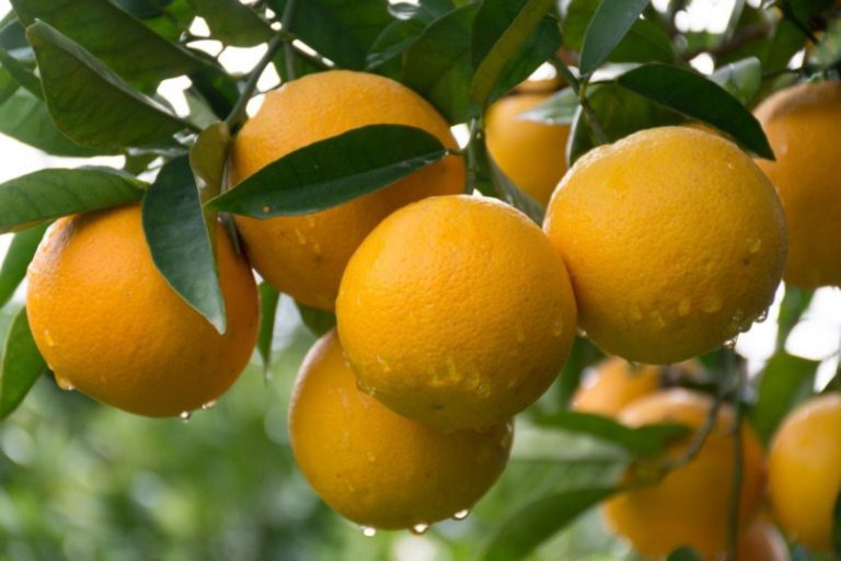 Período de chuvas contribui com safra de laranja, diz Fundecritus