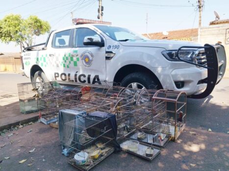 Polícia Ambiental apreende de 31 aves em cativeiro após denúncia Polícia Ambiental apreende de 31 aves em cativeiro após denúncia