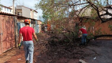 Árvore cai em cima de garagem no conjunto José Faleiros (Foto: O Diário de Barretos)