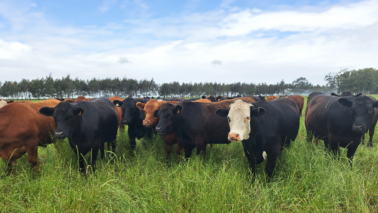 Feira evidencia principais características genéticas das raças nacionais (Foto: Divulgação/Minerva Foods)