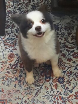 IMG-20250126-WA0046 Cão furtado é procurado por família de Barretos
