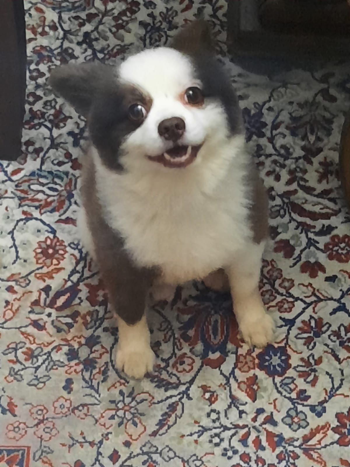 Cão é localizado por família