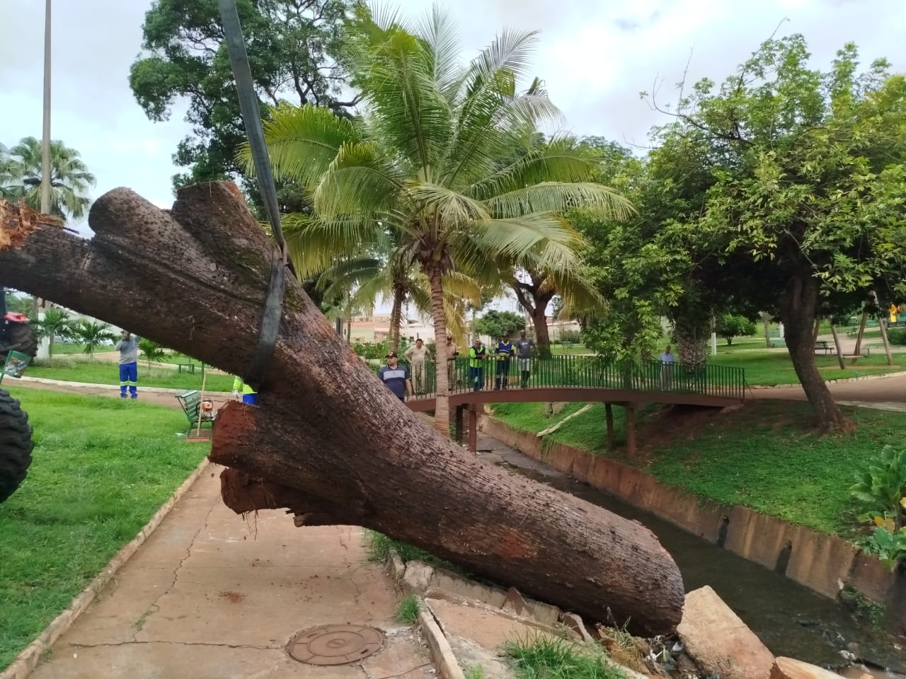 Árvore caída em córrego é removida na Praça da Primavera