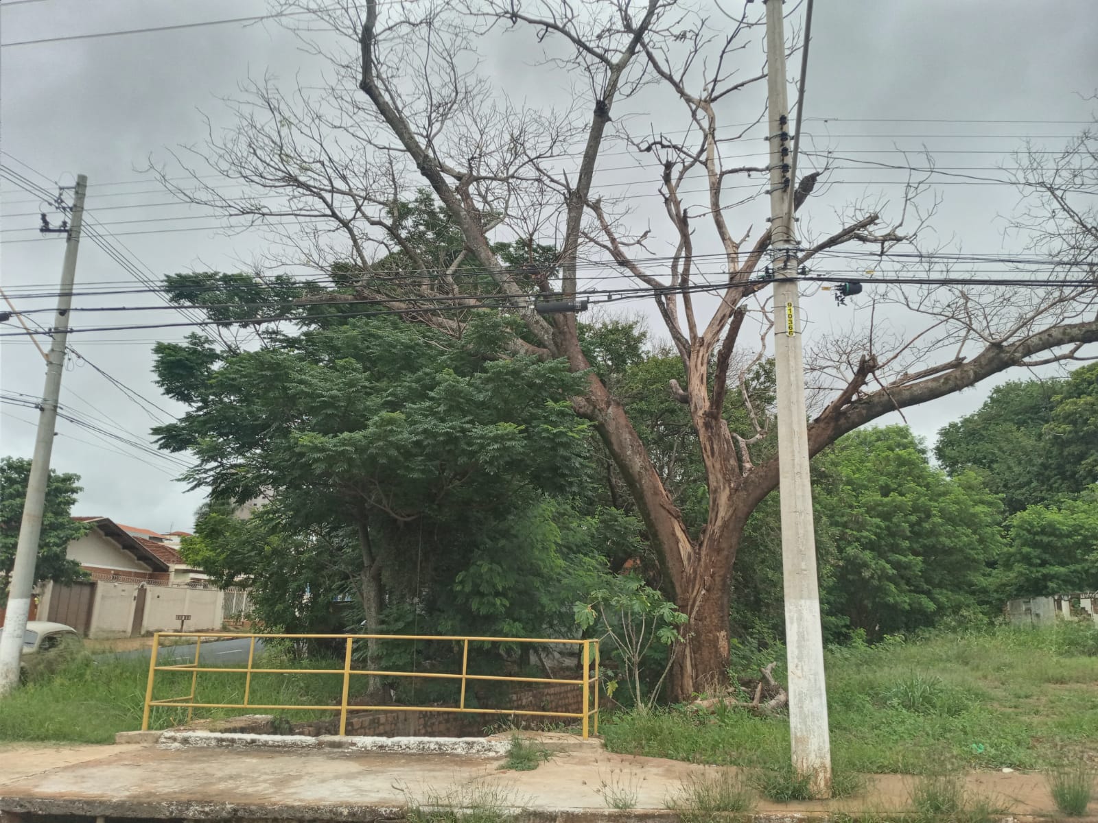 Meio Ambiente vai retirar árvore com risco de queda