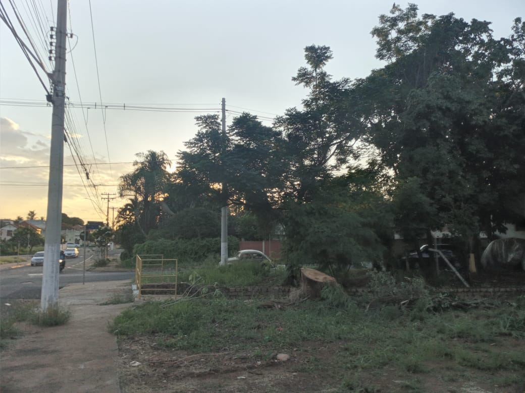 Meio Ambiente executa corte de árvore no centro