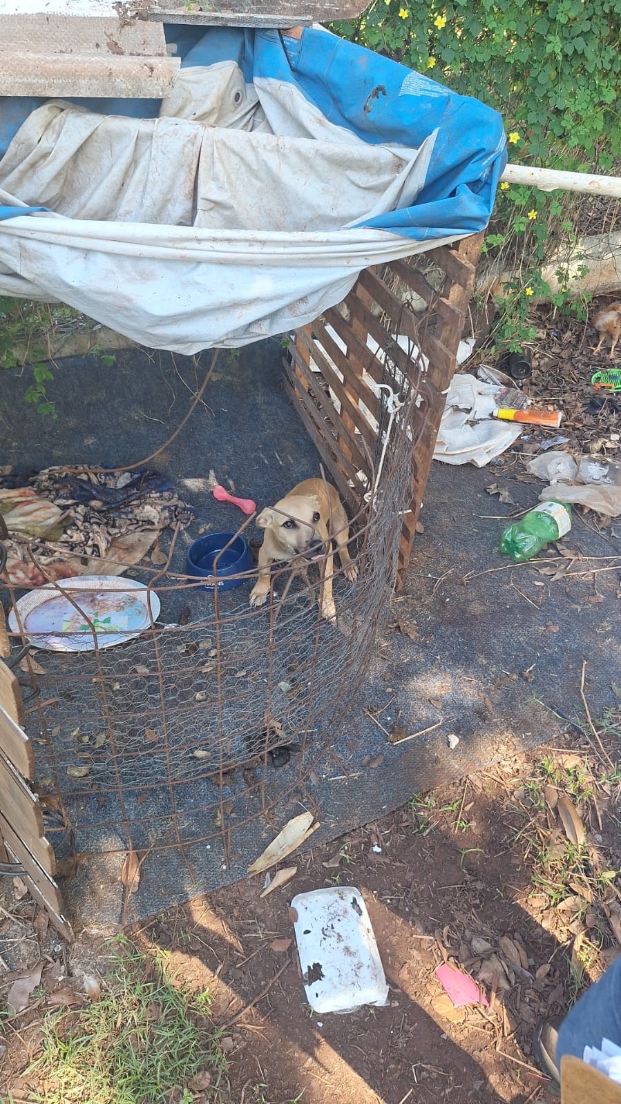 CPJ esclarece crime de maus tratos praticado contra cão