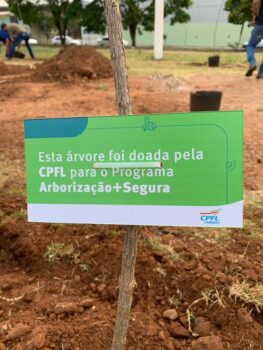 Substituição de árvores com risco de queda integra o projeto em Bebedouro Substituição de árvores com risco de queda integra o projeto em Bebedouro