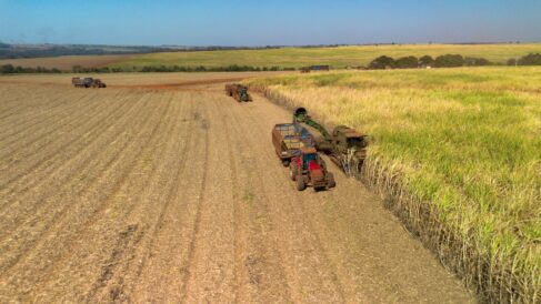 Melhoria da produtividade de canaviais é o objetivo da parceria com empresa israelense (Foto: Divulgação) Melhoria da produtividade de canaviais é o objetivo da parceria com empresa israelense (Foto: Divulgação)