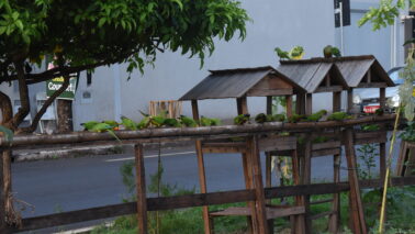 Diariamente quem passa pela região do Hospital de Amor, na Avenida José Bampa está se deparando com uma grande quantidades de pássaros se alimentando no canteiro central da via, em uma estrutura montada no local.