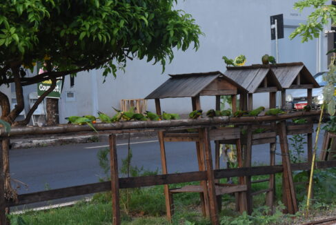TIN_6147 Diariamente quem passa pela região do Hospital de Amor, na Avenida José Bampa está se deparando com uma grande quantidades de pássaros se alimentando no canteiro central da via, em uma estrutura montada no local.