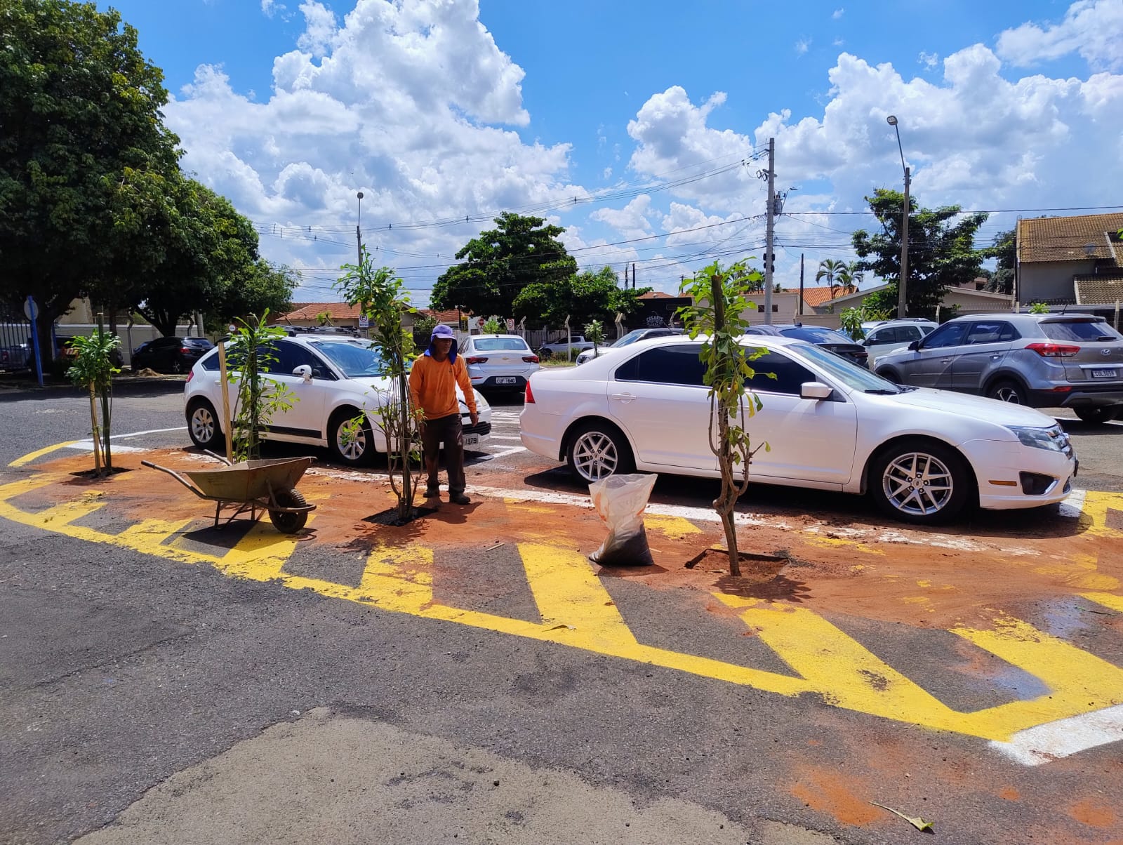 Viveiro municipal distribui muda de árvore gratuitamente