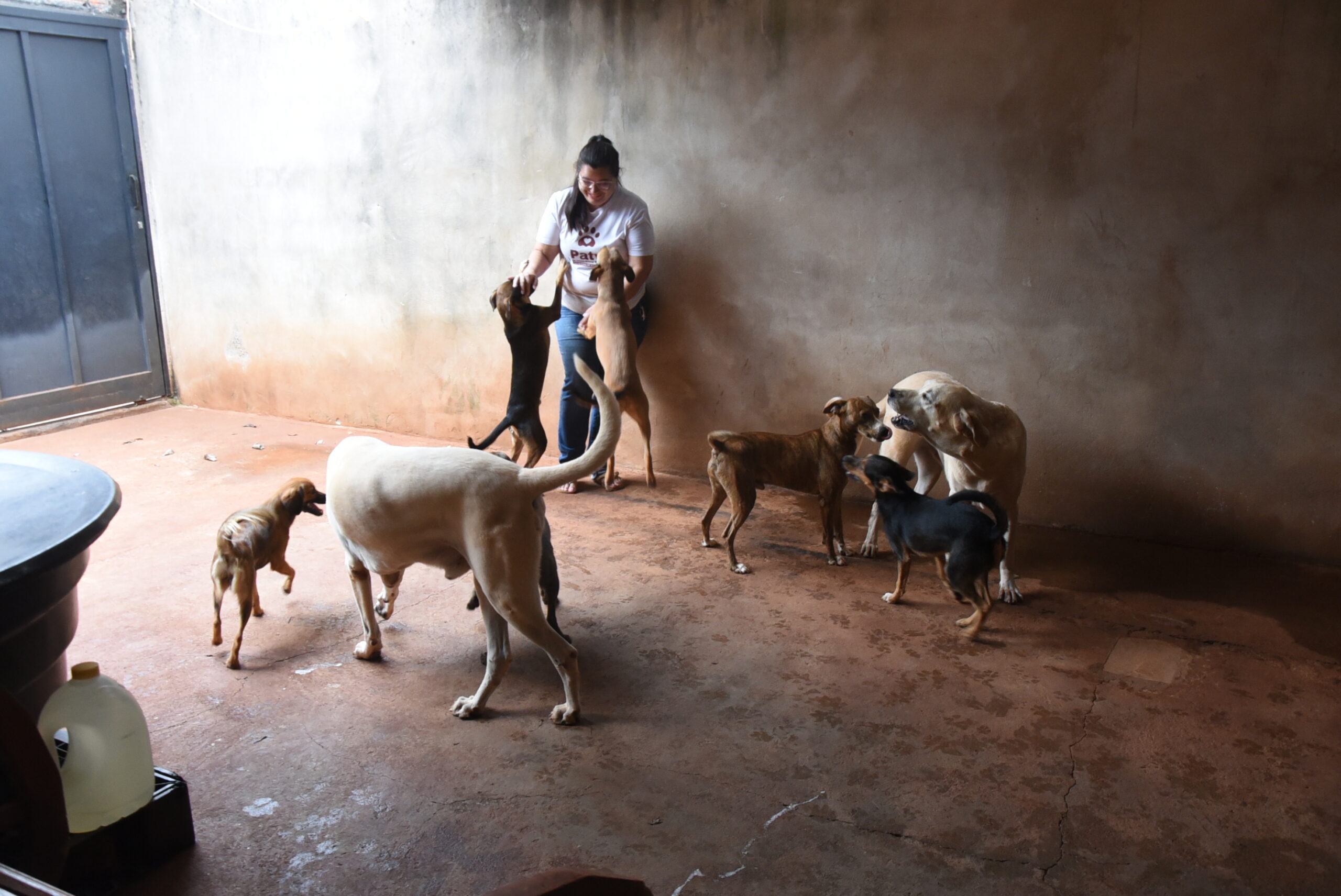 ONG Protetores do Bem resgata cães em situação de vulnerabilidade