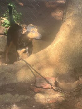 Polícia prende suspeito de prática de maus-tratos contra animal (Foto: O Diário de Barretos)