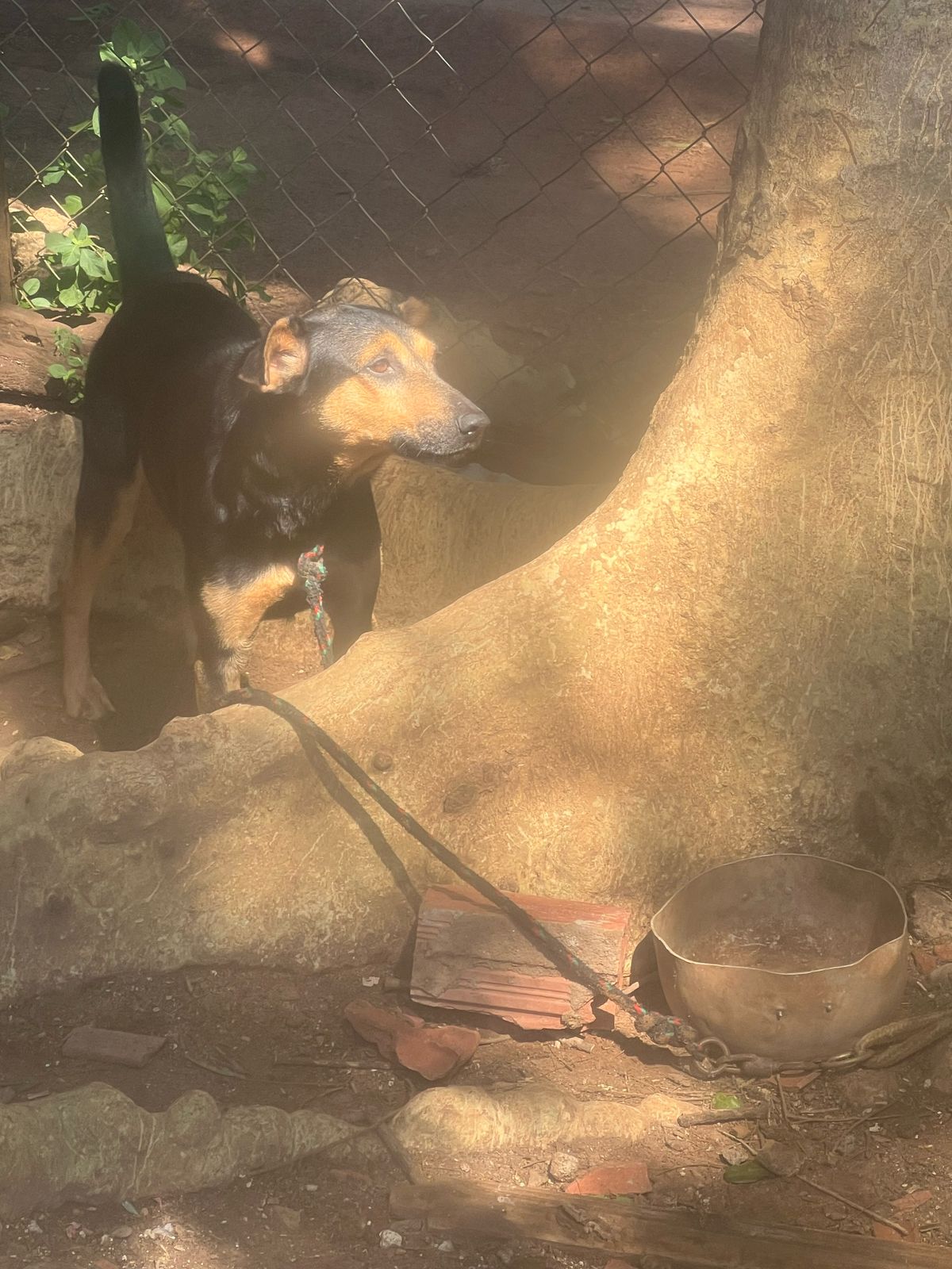 Polícia prende suspeito de prática de maus-tratos contra animal