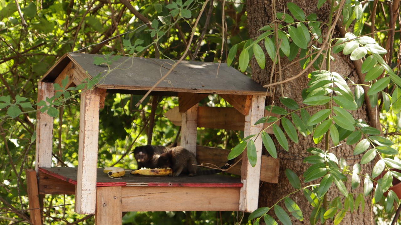 Macacos viram atração em área de vegetação próxima ao Batalhão