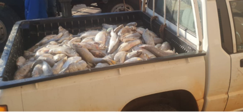 MORTE DE PEIXES