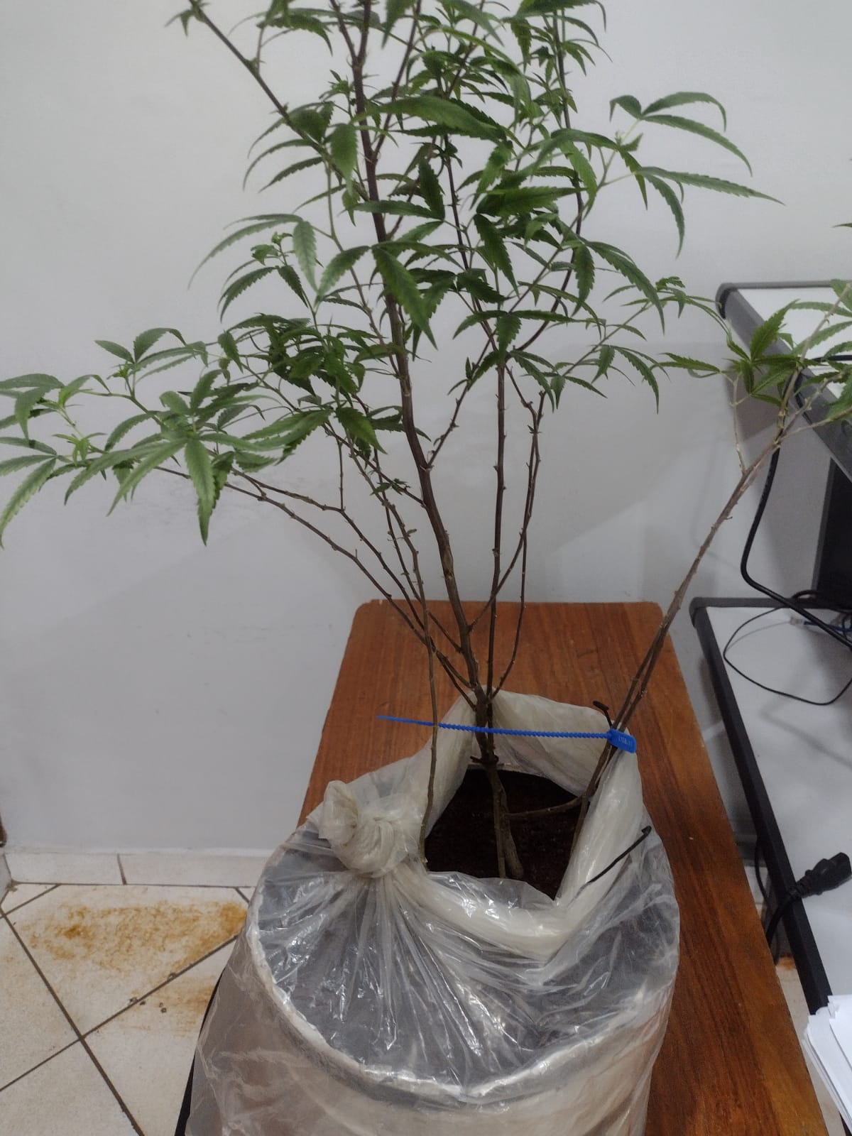 Polícia Militar recupera objetos furtados e apreende planta de maconha