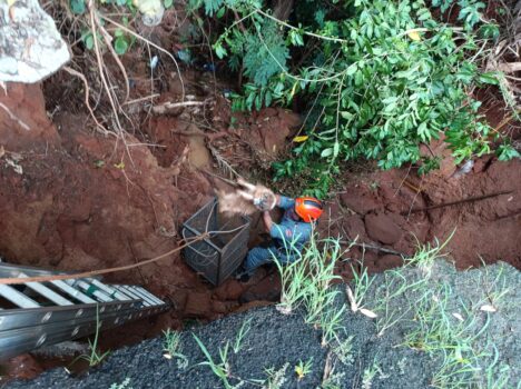 Bombeiros resgatam cachorro de dentro do buraco no Christiano Carvalho (Foto: O Diário de Barretos) Bombeiros resgatam cachorro de dentro do buraco no Christiano Carvalho (Foto: O Diário de Barretos)