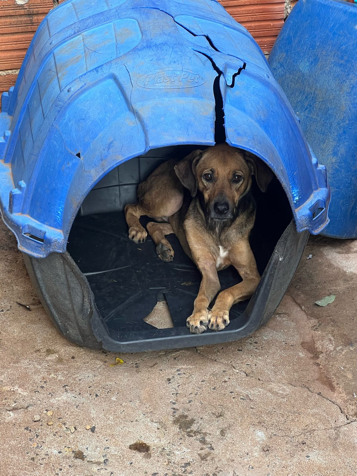 Polícia Civil resgata cães em situação de maus-tratos