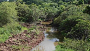 As obras de desassoreamento do ribeirão Pitangueiras estão em andamento com duas frentes de serviços, ao longo de um trecho de 3,5 km de extensão do leito do rio.