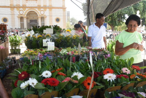 TIN_6993 A Casa Transitória André Luiz está promovendo na Praça Francisco Barreto, a Feira de Flores de Holambra com toda renda para a entidade.