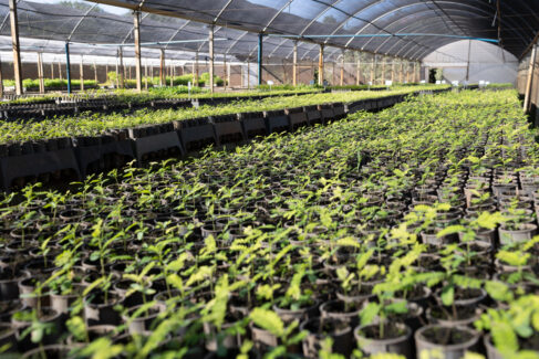 De abril do ano passado a maio de 2025, foram produzidas 182 mil mudas (Foto: Divulgação) De abril do ano passado a maio de 2025, foram produzidas 182 mil mudas (Foto: Divulgação)