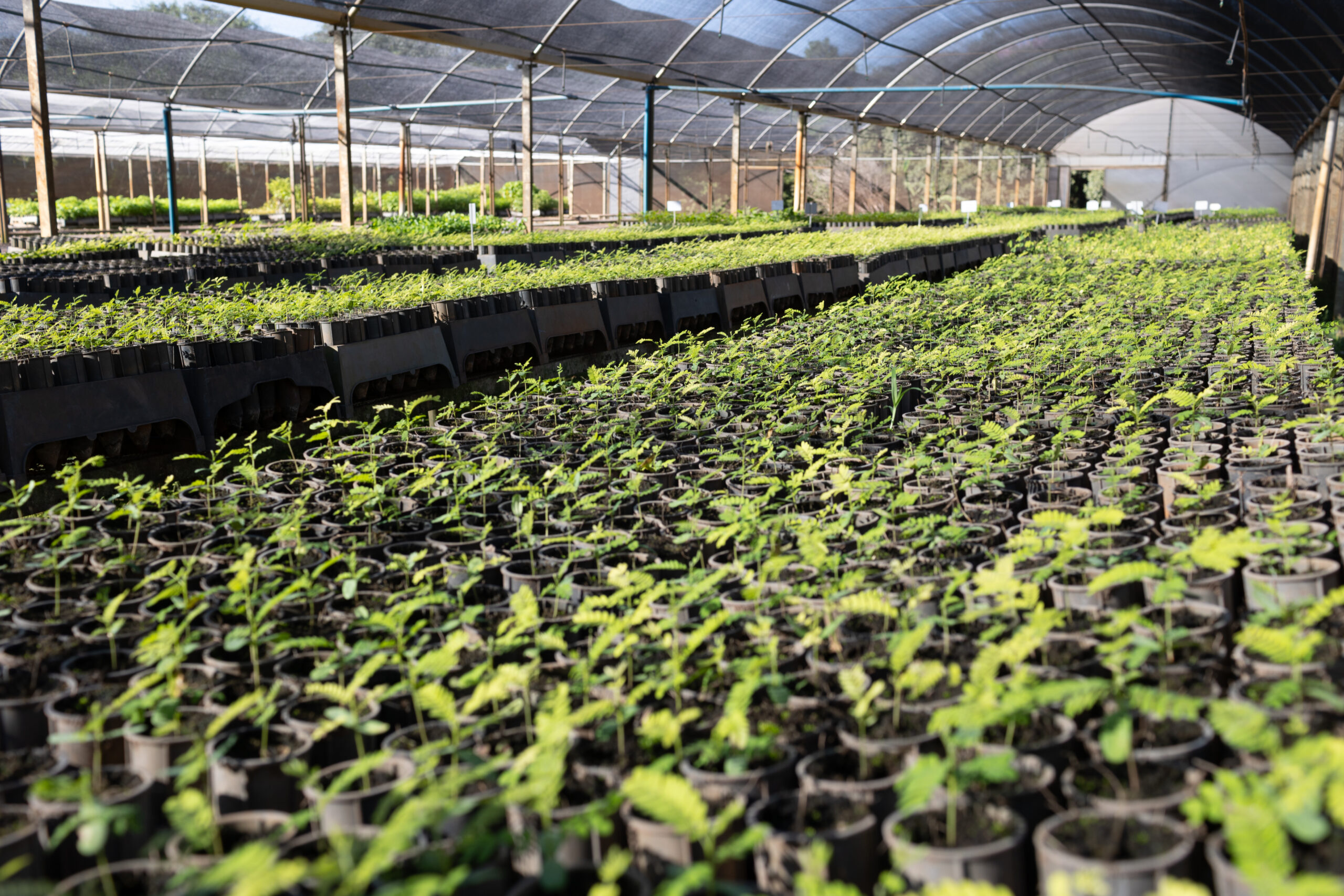 Viveiros mantidos pela Tereos produzem 1,2 milhão de mudas de árvores 