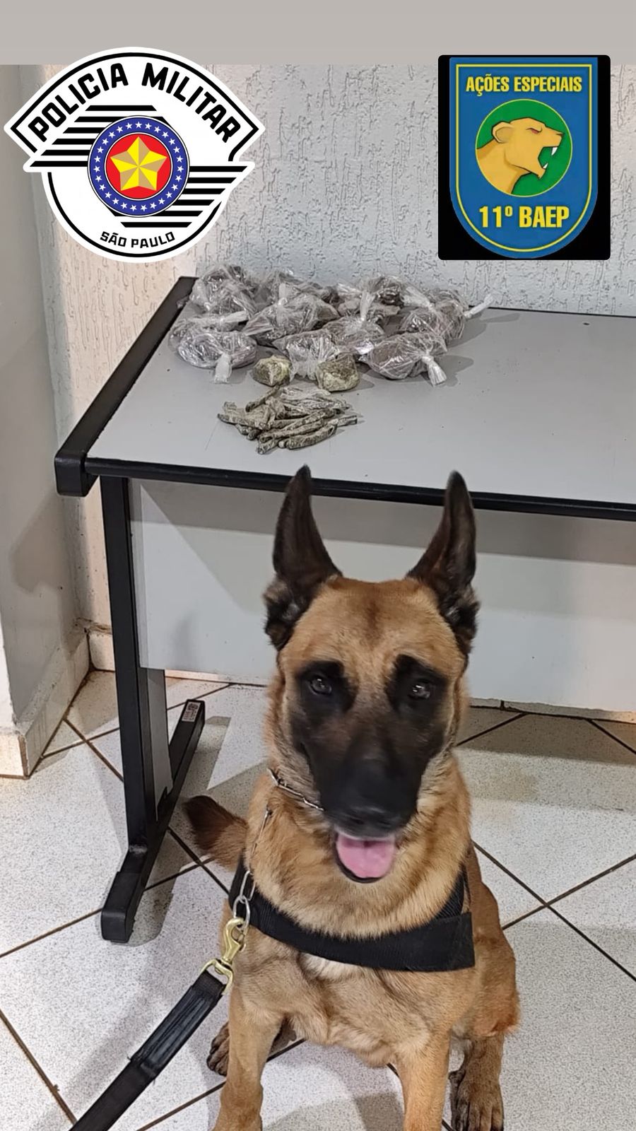 Polícia Militar encontra droga em mata no bairro Henriqueta
