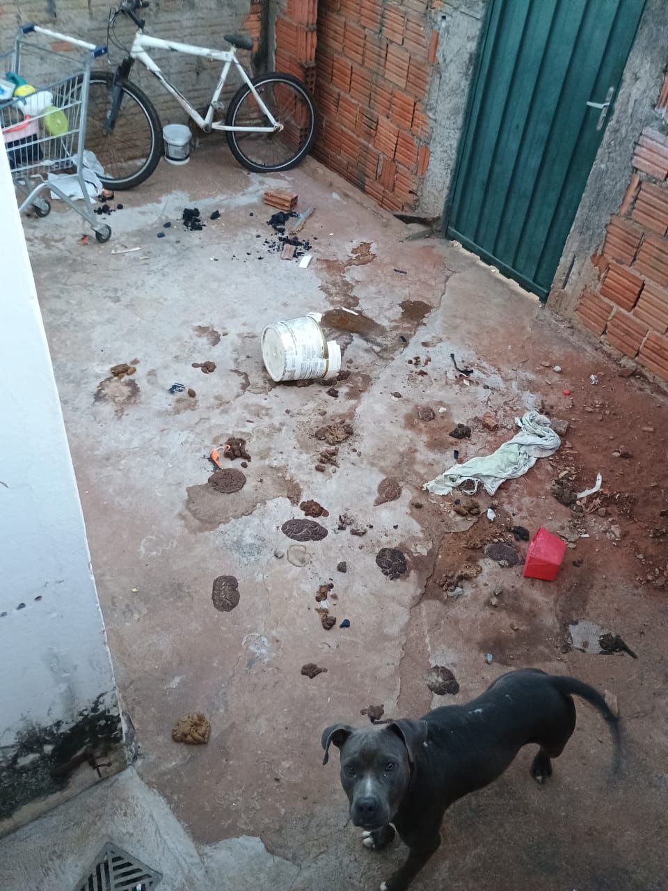 Polícia Civil indicia homem por maus-tratos a animal