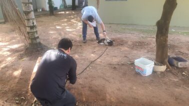 Polícia prende suspeito de maus-tratos contra animal (Foto: O Diário de Barretos)
