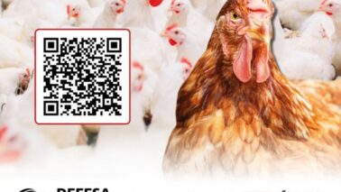 Defesa Agropecuária A Defesa Agropecuária do estado de São Paulo está orientando os produtores rurais sobre alguns procedimentos que devem ser adotados em relação a Influenza Aviária (IA).