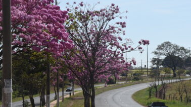 FLORADA