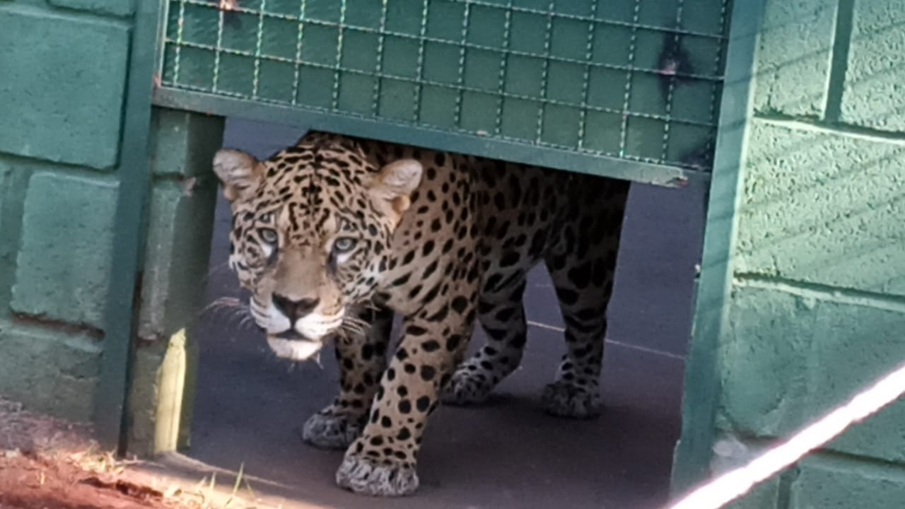 Onça-pintada chega a zoológico de Guaíra 