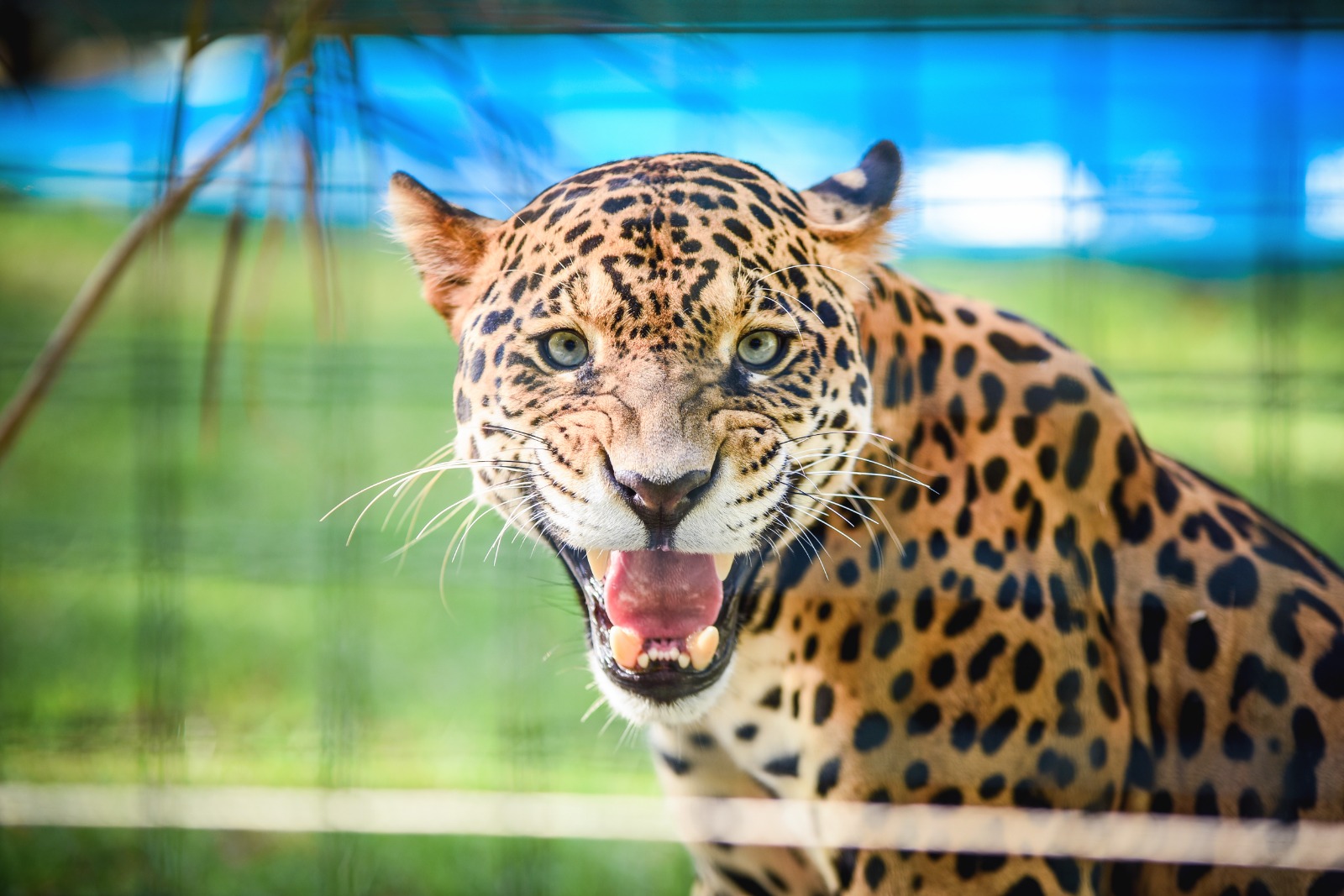 Onça-pintada recebe visitas em zoológico da região