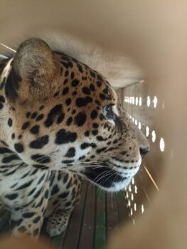O macho de onça-pintada de 1 ano e meio e 65 kg O macho de onça-pintada de 1 ano e meio e 65 kg