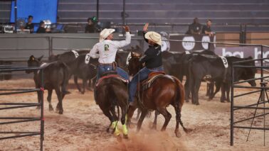 Campeões do Team Penning conquistam vitória com tempos abaixo de 22 segundos