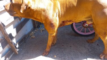 Policial contém ataque de cão Pitbull no bairro Vida Nova (Foto: O Diário de Barretos)