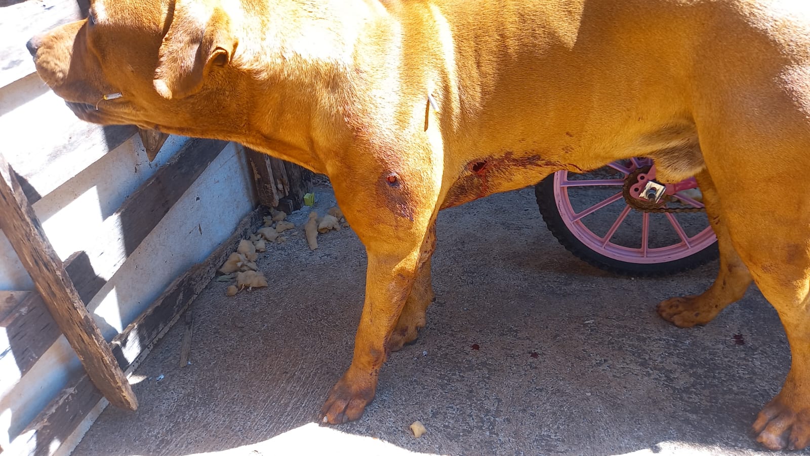 Policial contém ataque de cão Pitbull no bairro Vida Nova